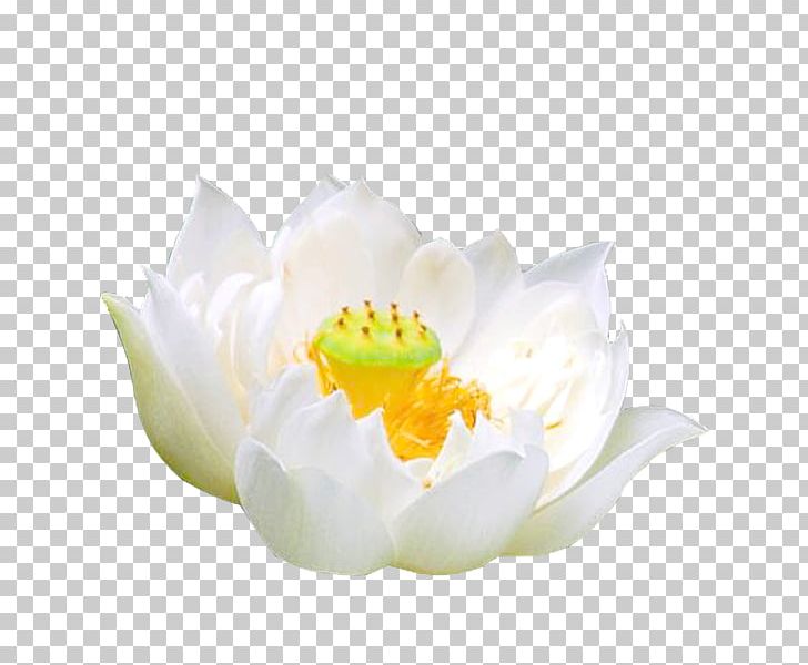 Pygmy Water-lily Nymphaea Alba White PNG, Clipart, Animation, Designer, Download, Flower, Flowering Plant Free PNG Download
