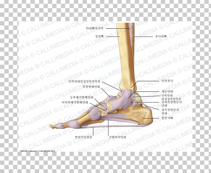 Finger Foot Deltoid Ligament Anatomy PNG, Clipart, Anatomical Terms Of Location, Anatomy, Angle, Ankle, Arm Free PNG Download
