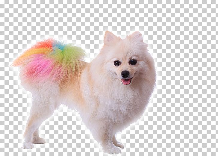 Pomeranian Poodle Puppy Dog Grooming Stock Photography PNG, Clipart, Animals, Bark, Carnivoran, Companion Dog, Cuteness Free PNG Download