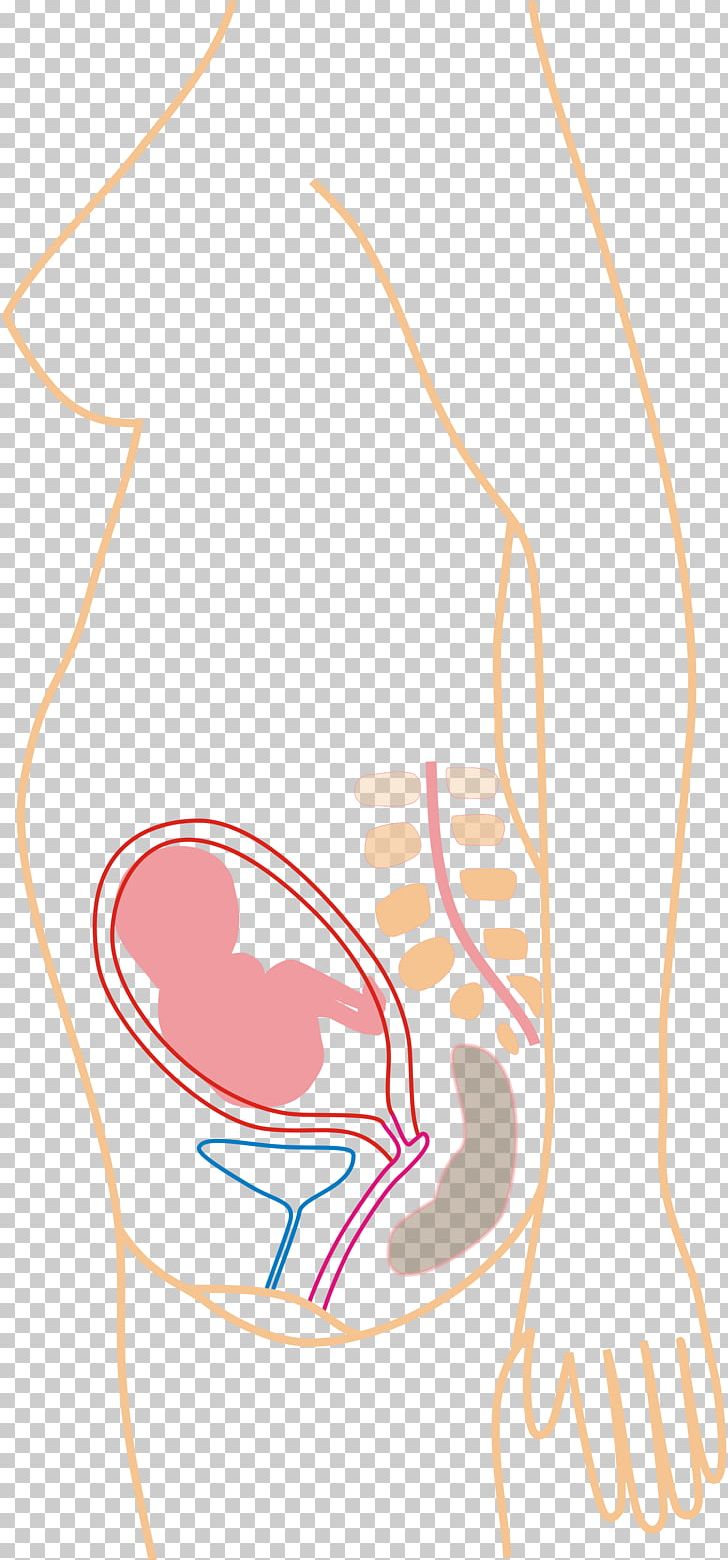 Pregnancy Childbirth Gestation Fetus PNG, Clipart, Abdomen, Arm, Carnivoran, Childbirth, Circle Free PNG Download