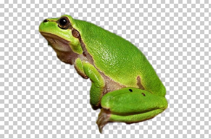 Tree Frog Amphibian Vertebrate Animal PNG, Clipart, Amphibian, Animal, Animals, Eye, Frog Free PNG Download
