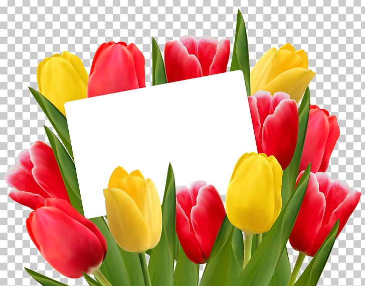 Tulip Flower Valentine's Day Stock Photography PNG, Clipart, 8 March, Color, Cut Flowers, Desktop Wallpaper, Floral Design Free PNG Download
