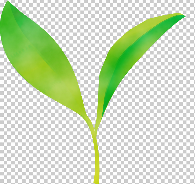 Leaf Flower Green Plant Lily Of The Valley PNG, Clipart, Flower, Green, Leaf, Lily Of The Valley, Paint Free PNG Download