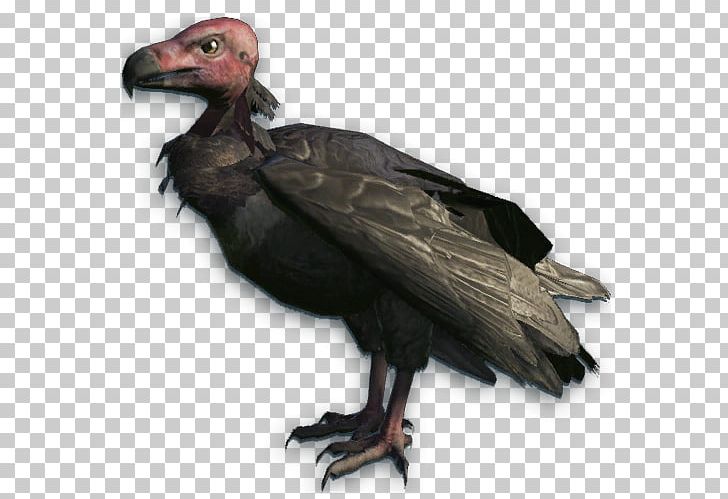 Bird Red-headed Vulture Turkey Vulture Bald Eagle PNG, Clipart, Accipitriformes, Andean Condor, Animal, Animals, Bald Eagle Free PNG Download