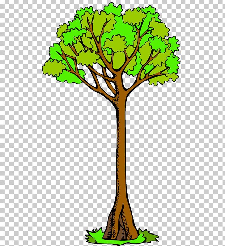 Branch Tree Drawing Kauri PNG, Clipart, Artwork, Branch, Canopy, Cartoon, Clip Free PNG Download