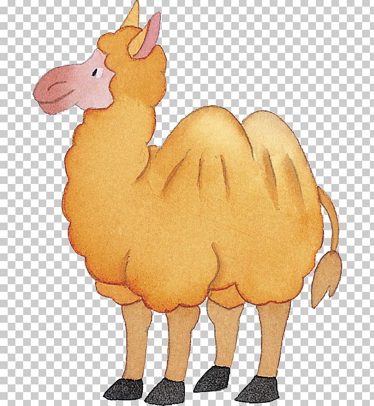 Camel Drawing Cartoon PNG, Clipart, Animal, Animals, Animation, Arabian Camel, Back On Free PNG Download