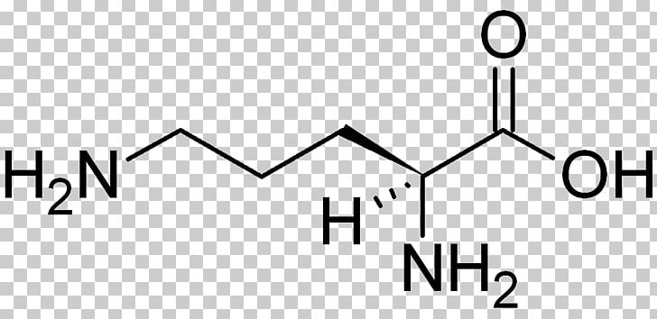 Glutamine Glutamic Acid Amino Acid Leucine Tryptophan PNG, Clipart, Amino Acid, Angle, Area, Arginine, Asparagine Free PNG Download