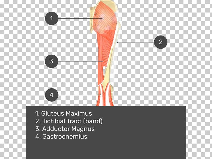 Gluteus Medius Muscle Gluteal Muscles Gluteus Maximus Muscle Biceps Femoris Muscle PNG, Clipart, Angle, Arm, Biceps Femoris Muscle, Ear, Exercise Equipment Free PNG Download