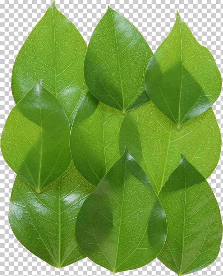 Image File Formats Leaf Photography PNG, Clipart, Clipping Path, Download, Graphics Software, Green, Image File Formats Free PNG Download