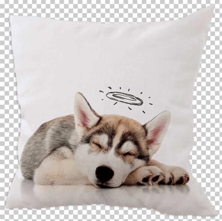 Siberian Husky Sakhalin Husky Alaskan Malamute Puppy Labrador Retriever PNG, Clipart, Alaskan Malamute, Animals, Carnivoran, Cushion, Dog Free PNG Download