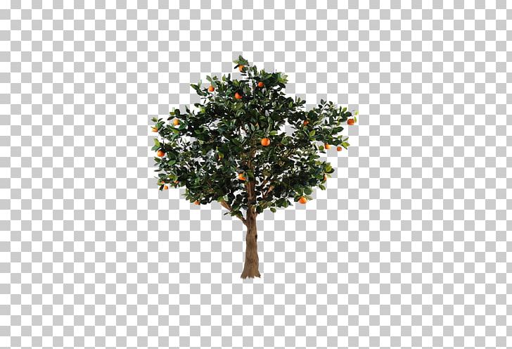 Citrus Xc3u2014 Sinensis Fruit Tree Orange PNG, Clipart, Branch, Christmas Tree, Citrus, Citrus Xc3u2014 Sinensis, Cutting Free PNG Download