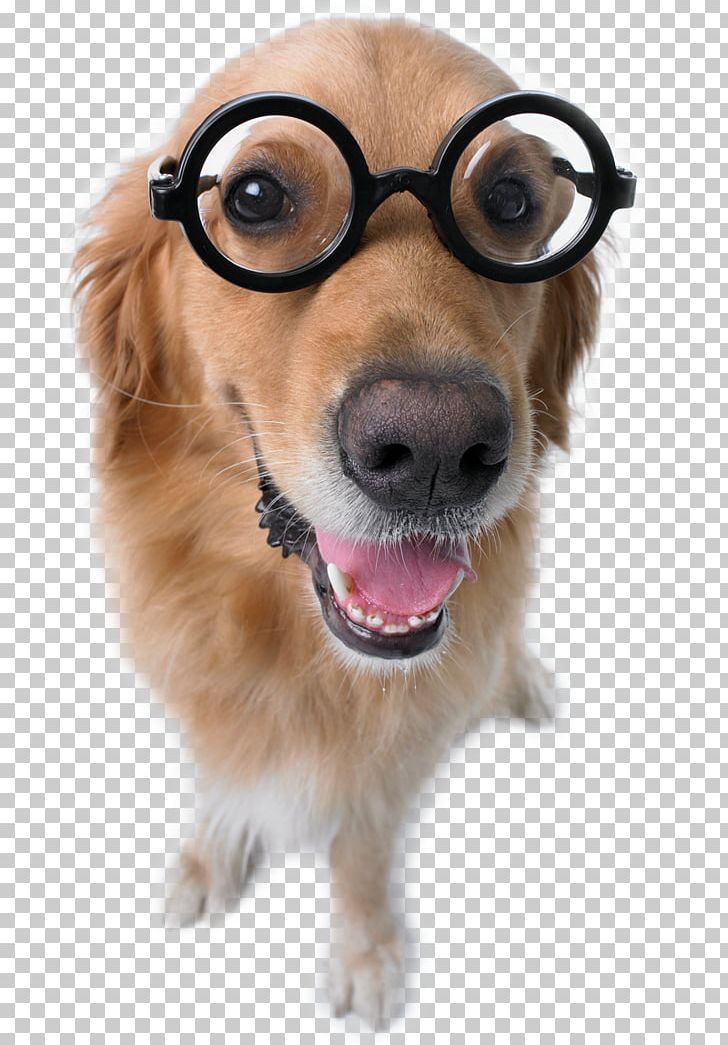 Dog Breed Puppy Companion Dog Glasses PNG, Clipart, Animals, Breed, Carnivoran, Companion Dog, Dog Free PNG Download