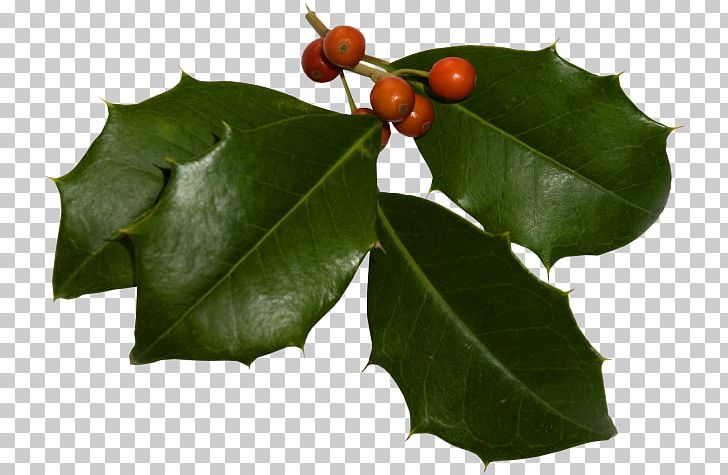 Holly Aquifoliales Web Page Christmas PNG, Clipart, Aquifoliaceae, Aquifoliales, Branch, Christmas, Fruit Free PNG Download