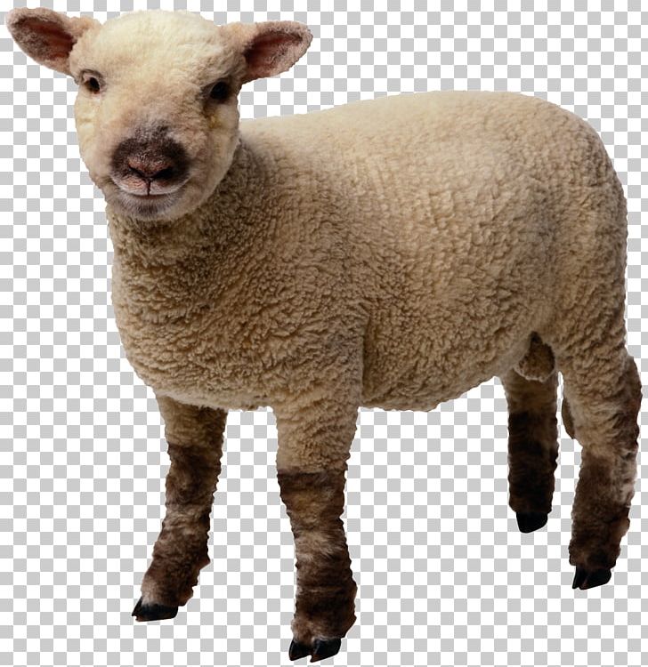 Sheep PNG, Clipart, Animals, Computer Icons, Cow Goat Family, Document, Download Free PNG Download