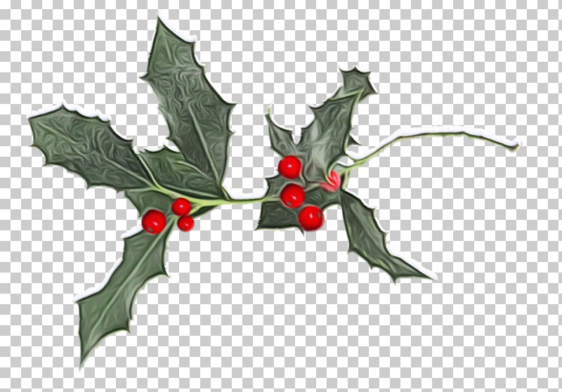 Holly PNG, Clipart, American Holly, Flower, Holly, Leaf, Paint Free PNG Download