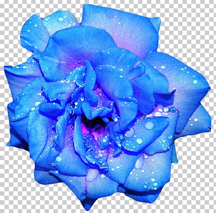 Blue Rose Flower PNG, Clipart, Baby Blue, Blue, Blue Rose, Clip Art, Cobalt Blue Free PNG Download