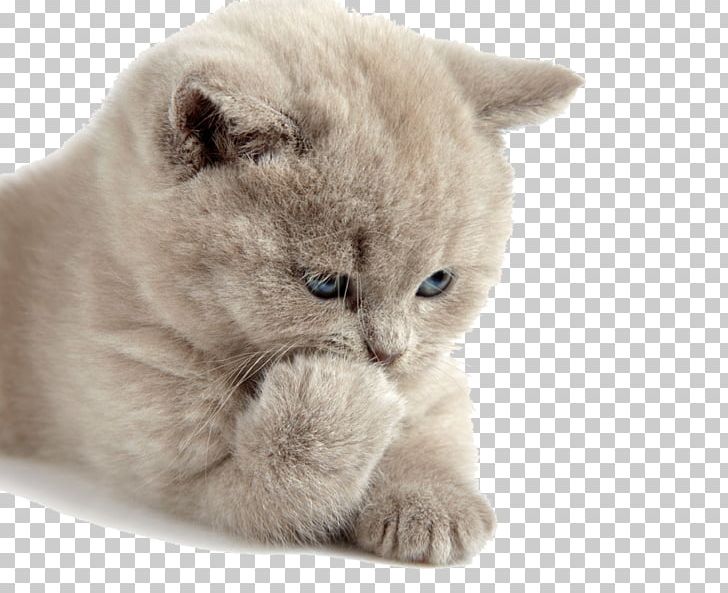 Cat Food Kitten Mouse Dog PNG, Clipart, Animals, British Semi Longhair, British Shorthair, Carnivoran, Cat Like Mammal Free PNG Download