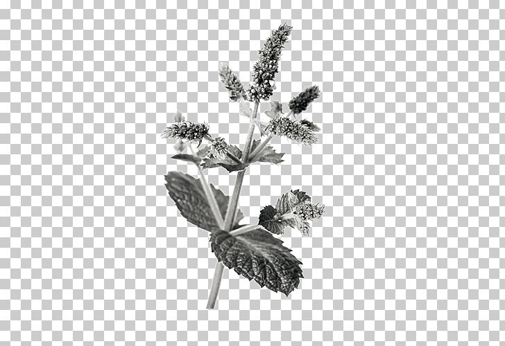 Chinese Herbology Crude Drug Mentha Spicata PNG, Clipart, Black, Black And White, Branch, Decorative, Encapsulated Postscript Free PNG Download