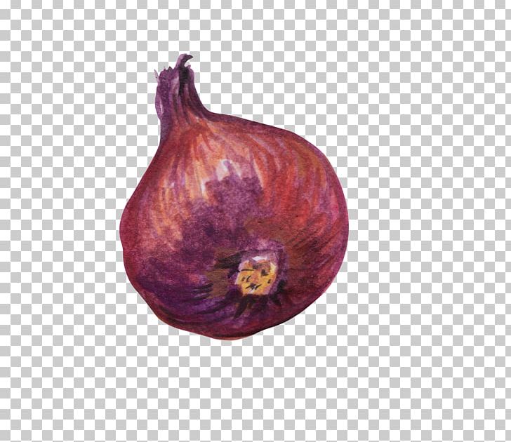 Red Onion Vegetable PNG, Clipart, Color, Color Painting, Decoration, Diagram, Download Free PNG Download