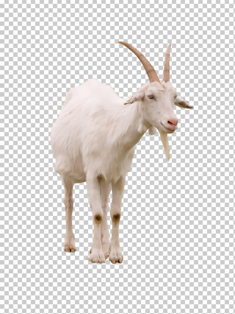 Goat Mountain Goat Snout Mountain Science PNG, Clipart, Biology, Goat, Mountain, Mountain Goat, Science Free PNG Download