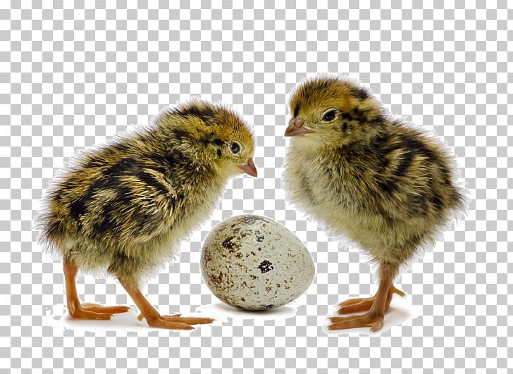 Common Quail Bird Chicken Egg PNG, Clipart, Animals, Beak, Bird, Bird Egg, Chicken Free PNG Download