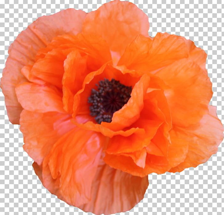 Poppy Flower Png Clipart Betty White Brush Color Cut Flowers