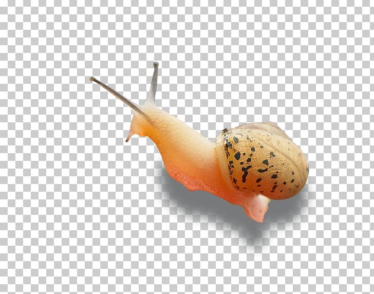 Snail Computer File PNG, Clipart, Animals, Cartoon Snail, Computer Graphics, Download, Encapsulated Postscript Free PNG Download