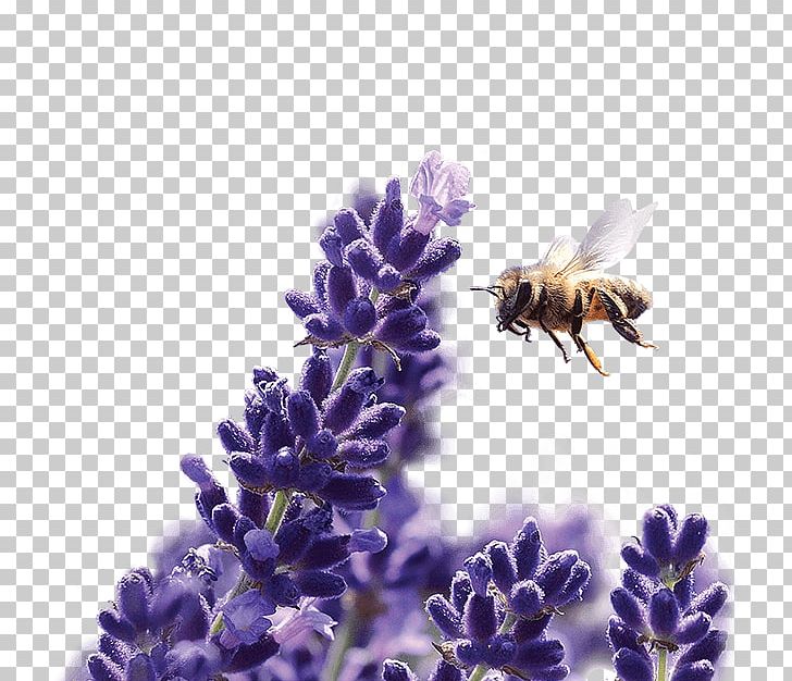 Honey Bee Subaru English Lavender Bumblebee French Lavender PNG, Clipart, Bee, Bumblebee, Business, Cars, English Lavender Free PNG Download