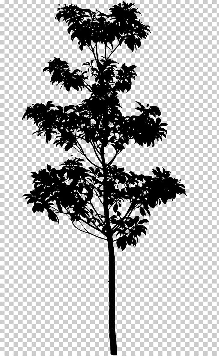 Silhouette Pine Tree Longstalk Holly Photography PNG, Clipart, Animals, Black And White, Branch, Conifer, Copyright Free PNG Download