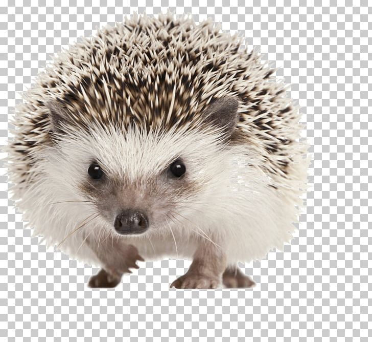 Four-toed Hedgehog Domesticated Hedgehog Stock Photography Pet Porcupine PNG, Clipart, Animal, Atelerix, Desktop Wallpaper, Domesticated Hedgehog, Erinaceidae Free PNG Download