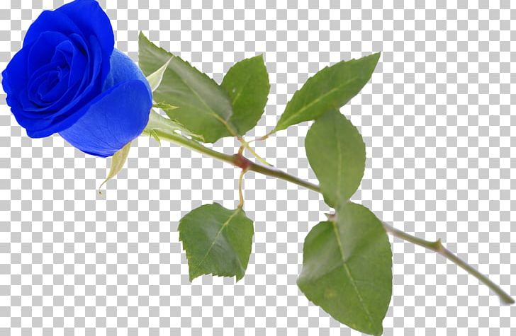 Garden Roses Blue Rose Centifolia Roses Rosa Gallica Plant PNG, Clipart, Blue, Blue Rose, Branch, Centifolia Roses, Flower Free PNG Download