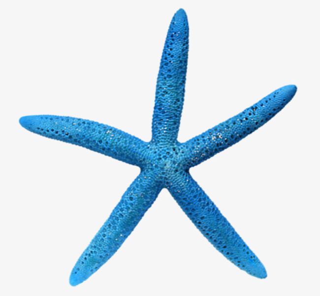 Hd Blue Starfish PNG, Clipart, Animal, Animals And Pets, Animal Shell, Aquatic, Beach Free PNG Download