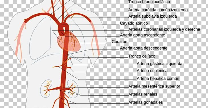 The Aorta Artery Anatomy Abdominal Aorta PNG, Clipart, Anatomy, Angle, Aorta, Area, Artery Free PNG Download