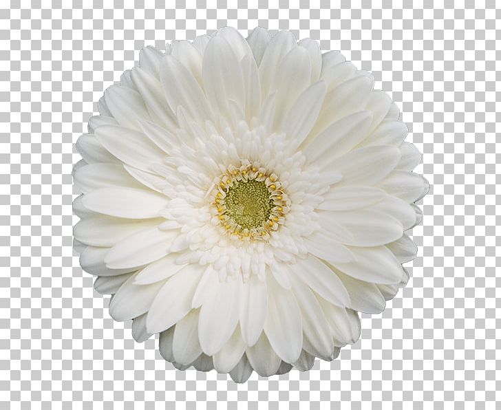 Transvaal Daisy White Flower Yellow Color PNG, Clipart, Aster, Asterales, Blue, Chrysanthemum, Chrysanths Free PNG Download