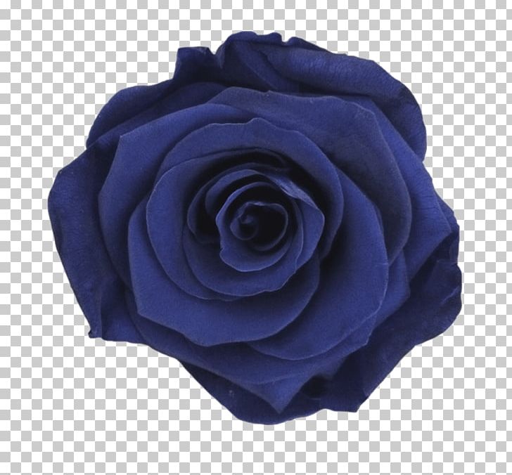 Garden Roses Blue Rose Color PNG, Clipart, Baby Blue, Blue, Blue Rose, Cobalt Blue, Color Free PNG Download