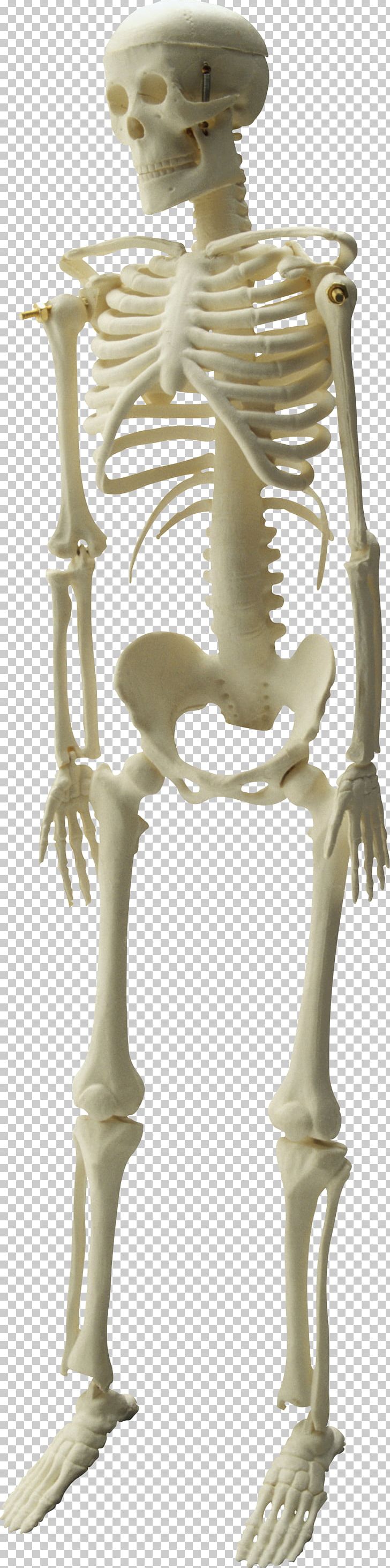 Human Skeleton Skull PNG, Clipart, Bone, Classical Sculpture, Download, Endoskeleton, Exoskeleton Free PNG Download