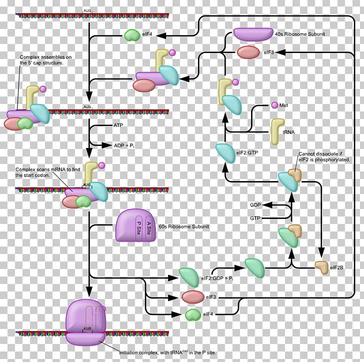 Prokaryotic Translation Ribosome Biology Eukaryotic Translation PNG, Clipart, Angle, Area, Biology, Cell, Centriole Free PNG Download