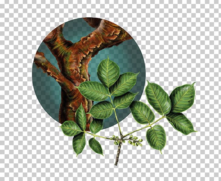Tropical And Subtropical Dry Broadleaf Forests Ecosystem Vegetation Ecology PNG, Clipart, Biodiversity, Botany, Branch, Colombia, Conservation Free PNG Download