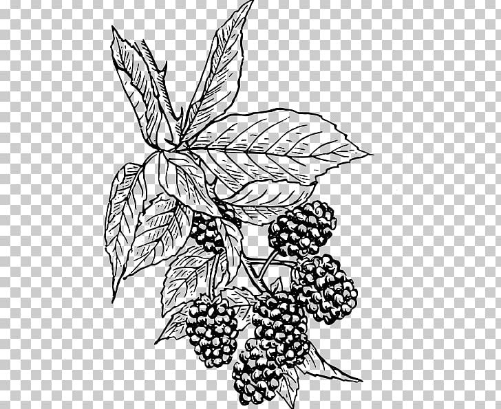 BlackBerry Curve Drawing PNG, Clipart, Artwork, Berry, Bla, Black And White, Blackberry Free PNG Download