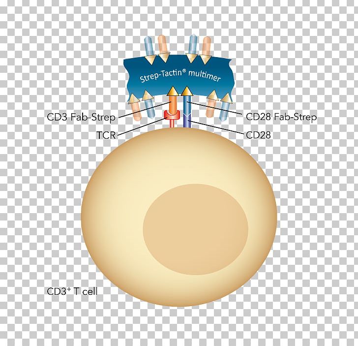 CD28 T Cell CD3 Lymphocyte PNG, Clipart, Activate, Activation, Antibody, Cd3, Cd28 Free PNG Download