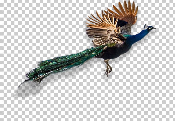 Feather PNG, Clipart, Animals, Beak, Centro Eccnet Italia, Feather, Wing Free PNG Download