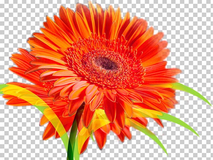 Flower Bouquet Transvaal Daisy PNG, Clipart, Annual Plant, Assortment Strategies, Asterales, Closeup, Color Free PNG Download