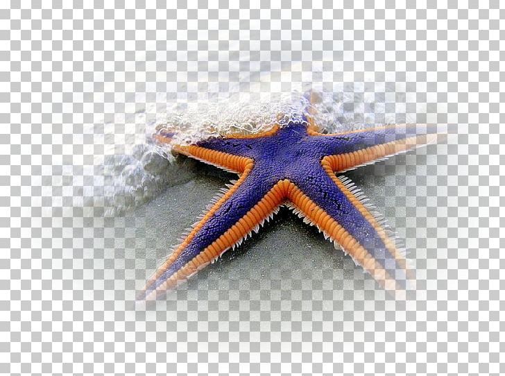 Echinoderm Starfish Hagfish Brittle Star Sand Dollar PNG, Clipart, Animal, Animals, Annelid, Basket Star, Brittle Star Free PNG Download