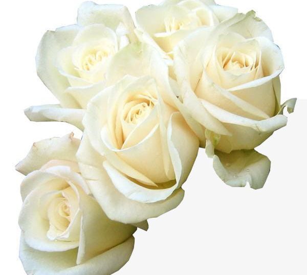 Five White Roses Beautiful Creative PNG, Clipart, Beautiful, Beautiful Clipart, Creative Clipart, Five Clipart, Flowers Free PNG Download