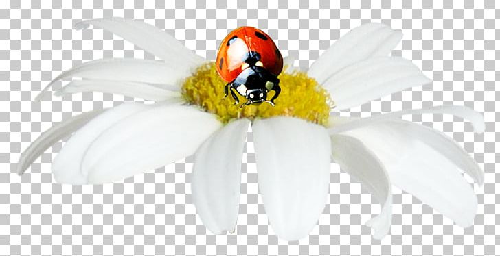 Ladybird Insect Painting Pollinator DenizBank PNG, Clipart, Advertising, April, Beak, Bird, Cartoon Ladybug Free PNG Download