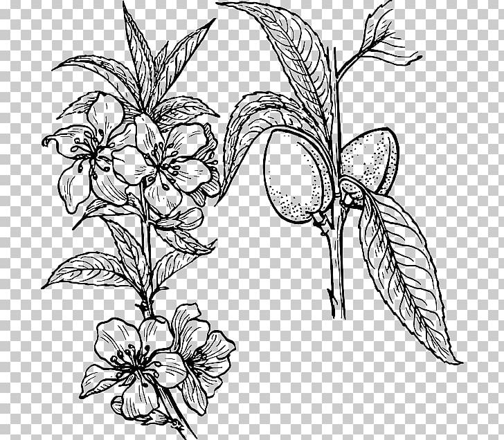 Plant Almond PNG, Clipart, Art, Artwork, Black And White, Branch, Cut Flowers Free PNG Download
