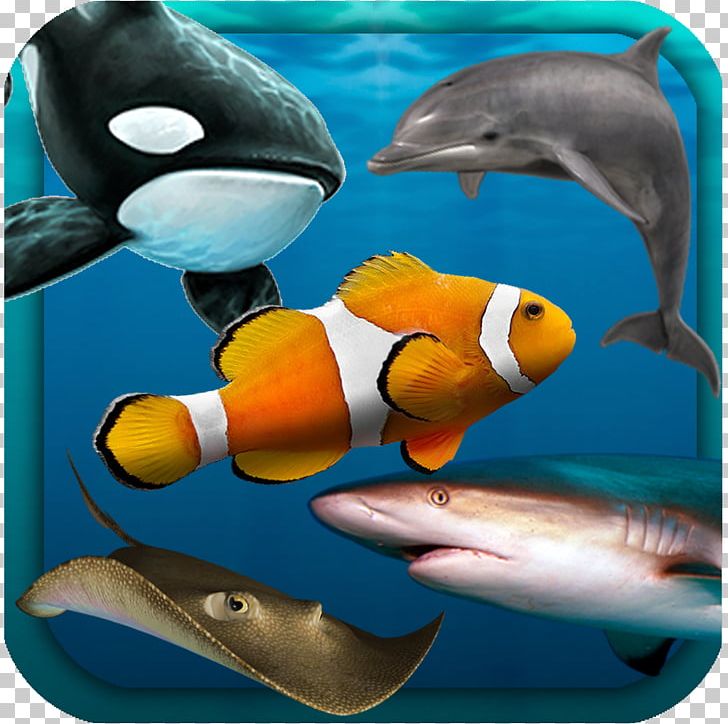 Shark Marine Biology Coral Reef Fish Desktop PNG, Clipart, Animal, Animals, Aquarium, Aquarium Fish, Biology Free PNG Download