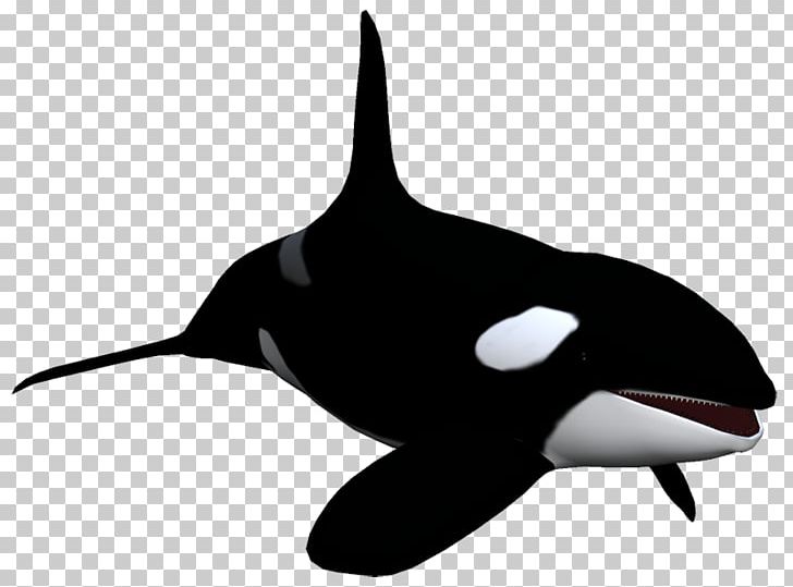 Killer Whale Dolphin Animal PNG, Clipart, Album, Animal, Animals, Author, Beak Free PNG Download