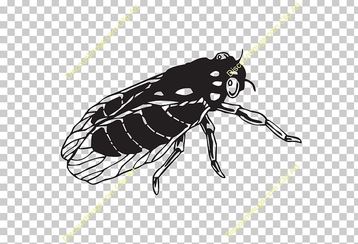 Beetle Weevil True Bugs Butterfly Wing PNG, Clipart, Animals, Arthropod, Beetle, Black And White, Butterflies And Moths Free PNG Download