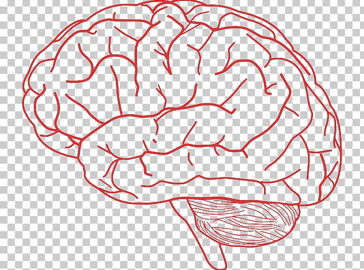 Human Brain PNG, Clipart, Area, Art, Brain, Clip Art, Desktop Wallpaper Free PNG Download